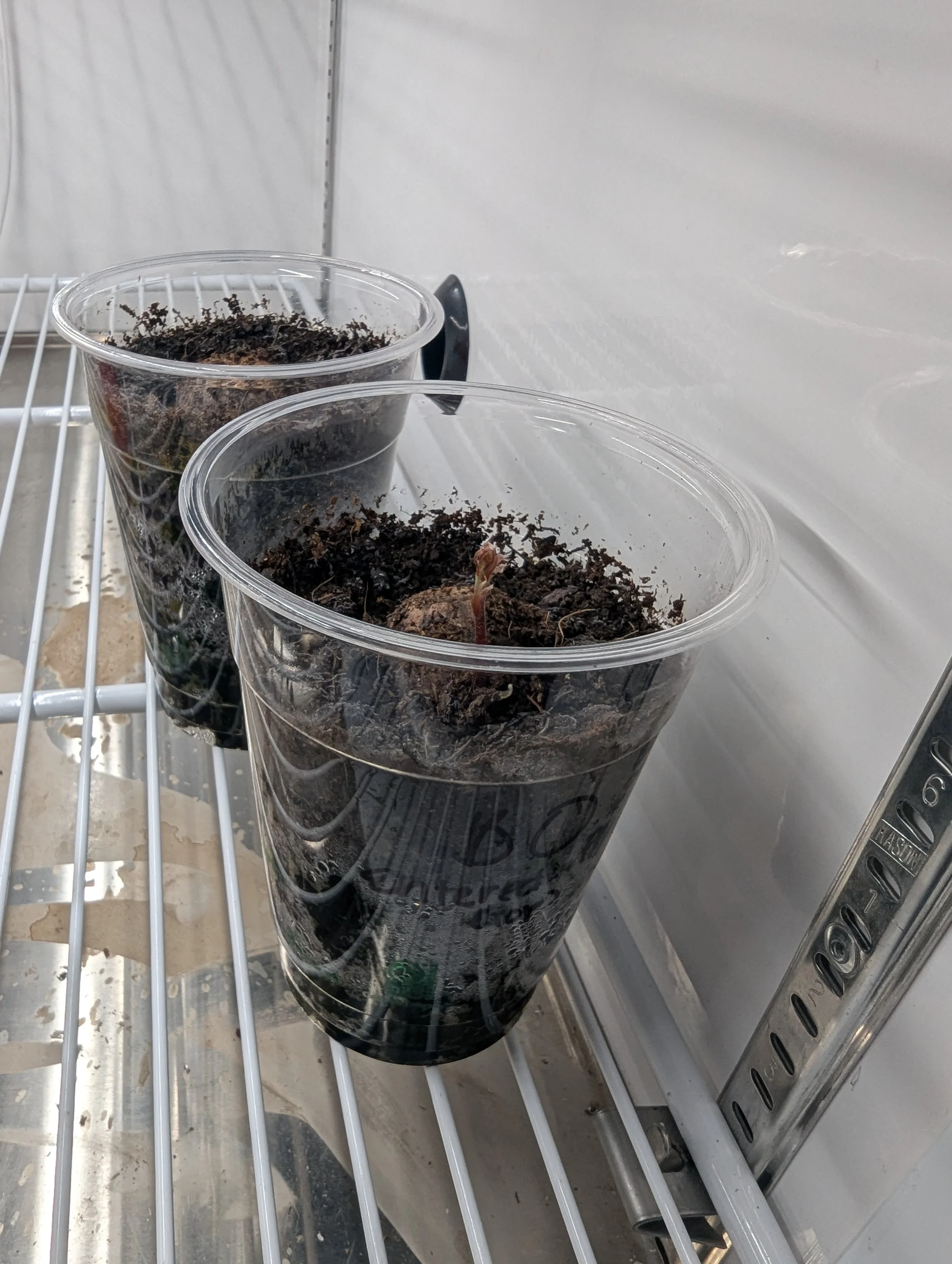 Blackjack Oak acorns in growing media.