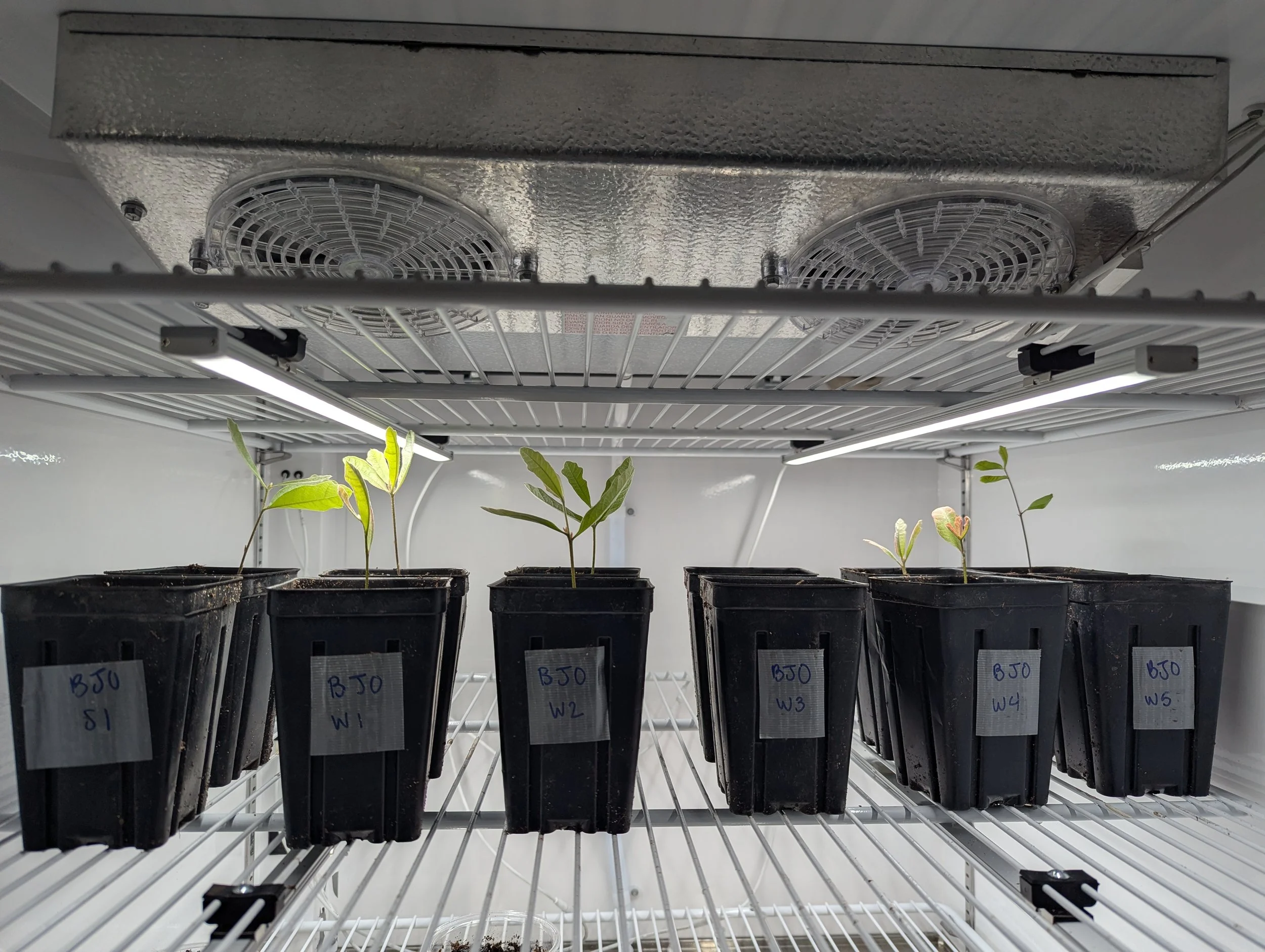 Blackjack Oak germination in the grow chamber!
