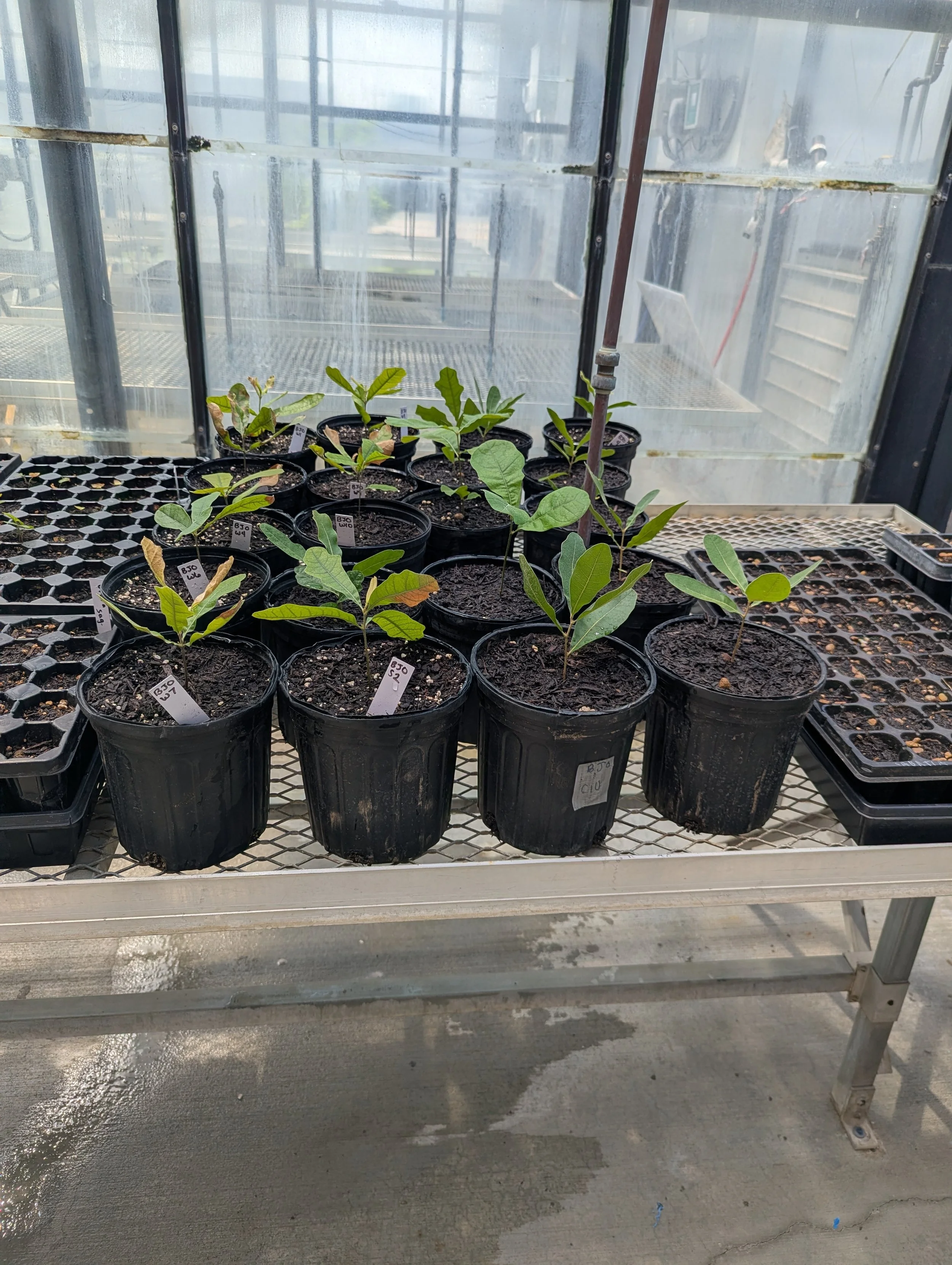 Blackjack Oak saplings three months post germination in the greenhouse. 