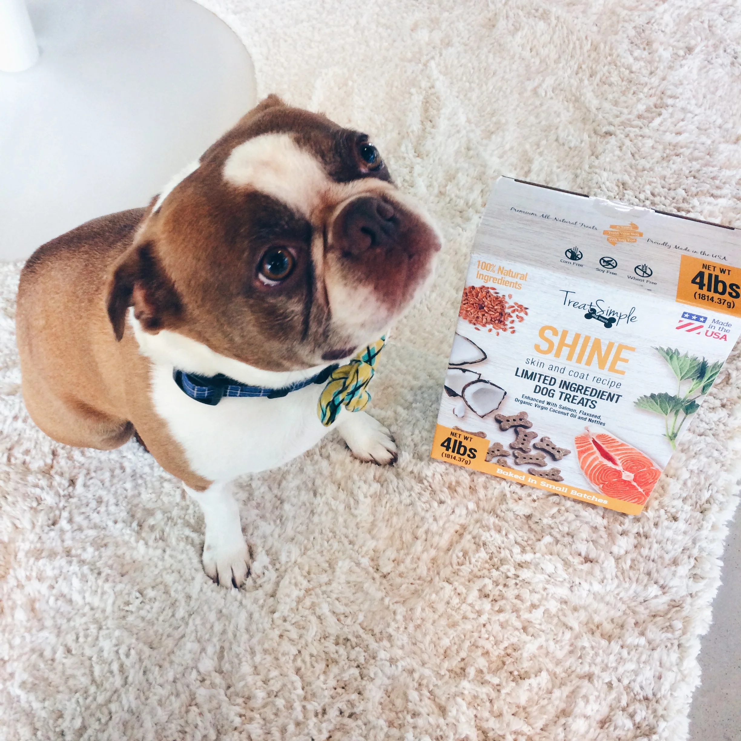 TreatSimple Shine Dog Treats Product Review