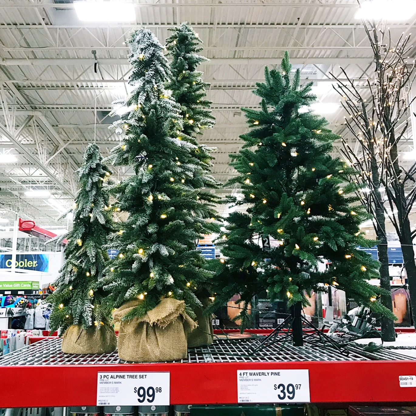 Mini Christmas Trees! — Sam's Simple Savings
