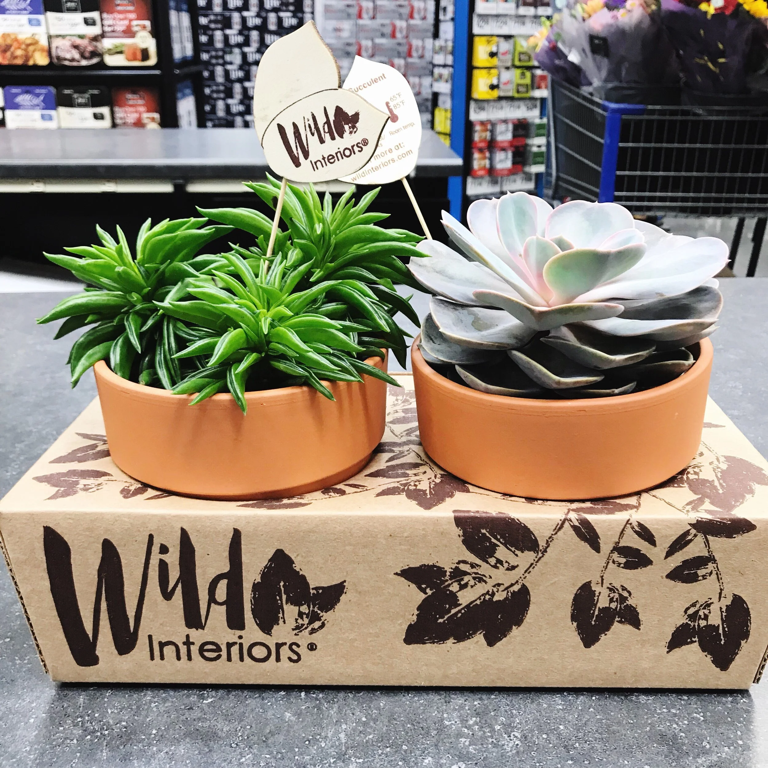 Succulents (2pk)