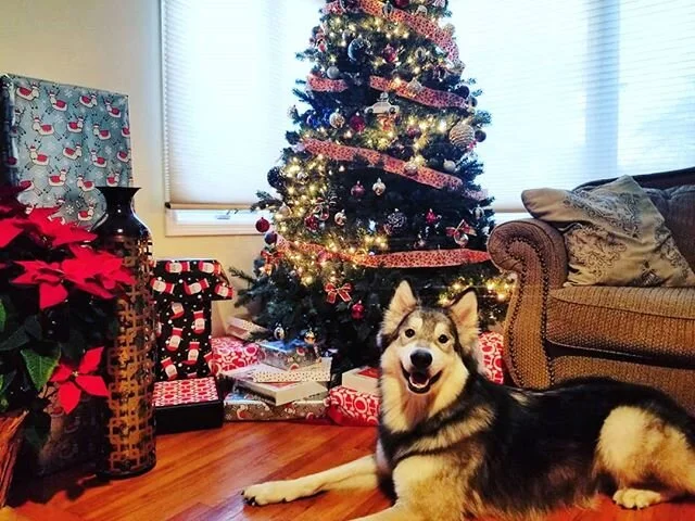 This kid LOVED the holidays. The entire family is home, and fun &amp; toys abound! ❤🌲🐺🌲❤
.
.
#apollospirit #wolf #wolfhybrid #puppylove #bigkid #bestfriend #guardian #wolfpup #pack #lineage #dogsofinstagram #christmas #holidays #presents #presence