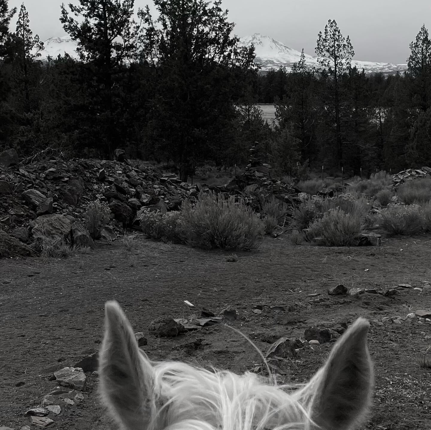 Enjoying a spring horseback ride
.
.
.
#spring2022 #highdesertlife #horselife #centraloregonlife #threesisters #sisterscountry #cascadia #cascadiaexplored #viewfromahorse #tennesseewalker #trailrides #dontforgetthedog #bestofbend #ragstowalkersranch 