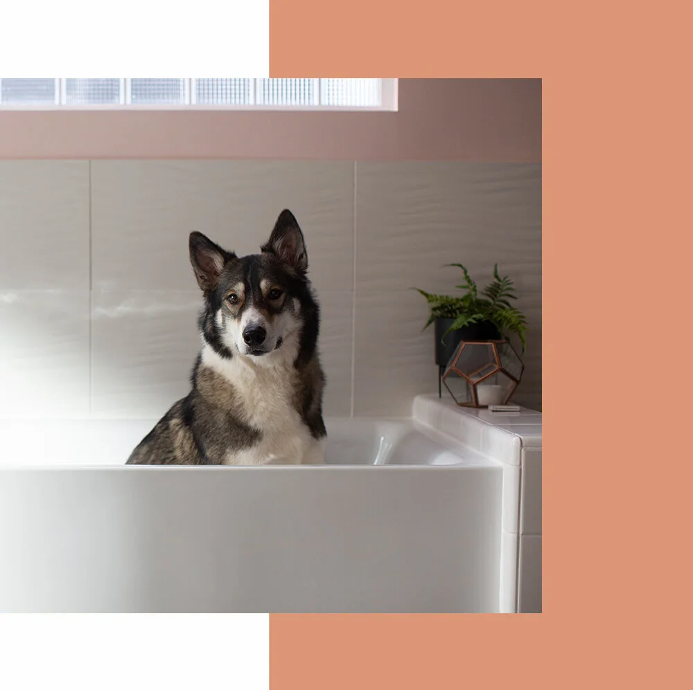 services-koda.jpg