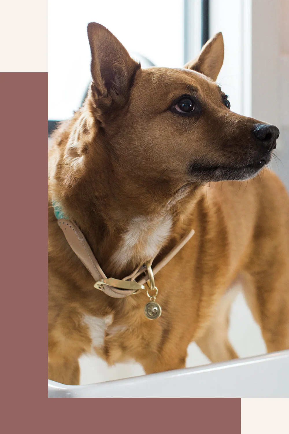 BELLA / CHIEF SNACK OFFICER