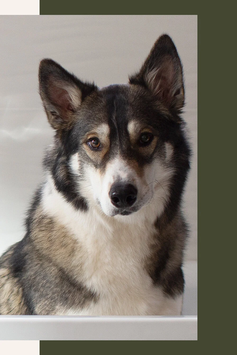 KODA / EXECUTIVE DERP