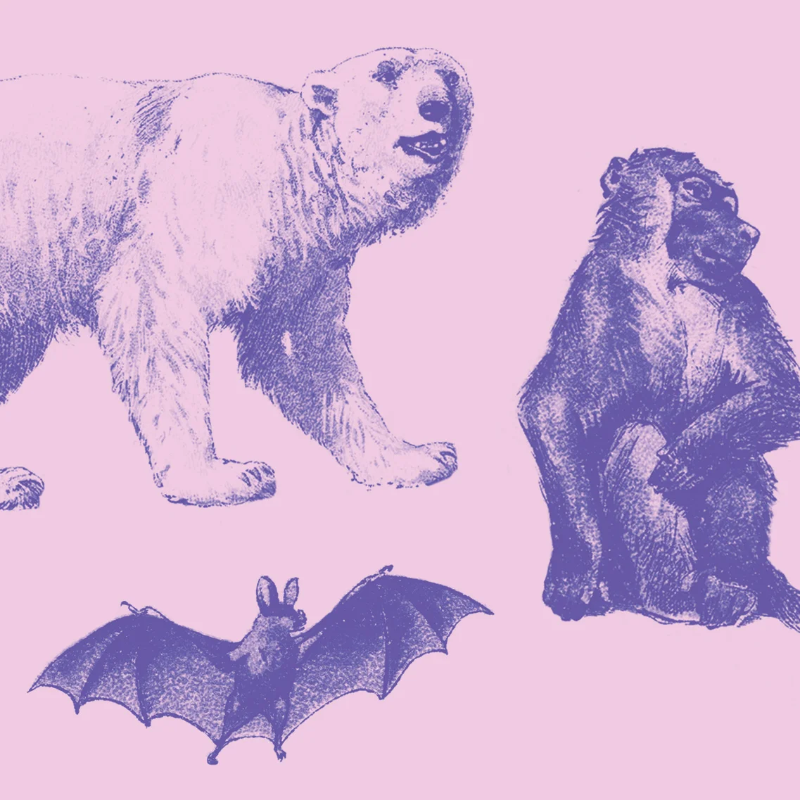 animals.jpg