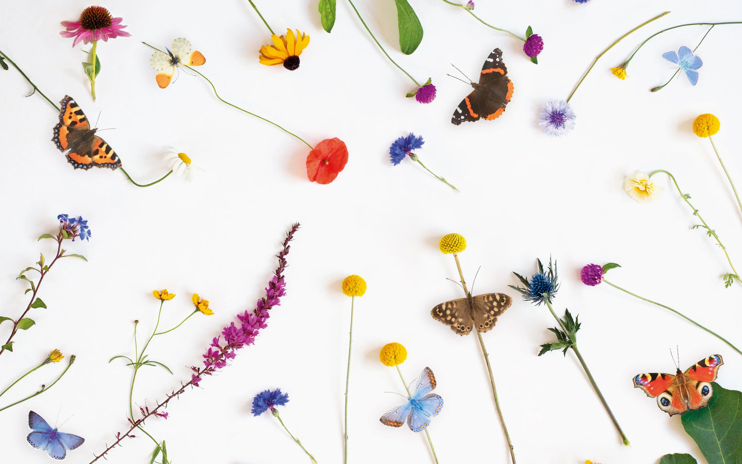Butterfly-March-2019-Small-File.jpg