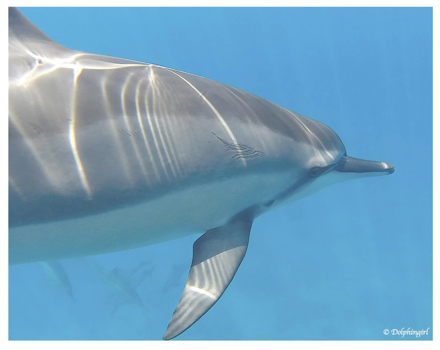 "the dolphin's truth"