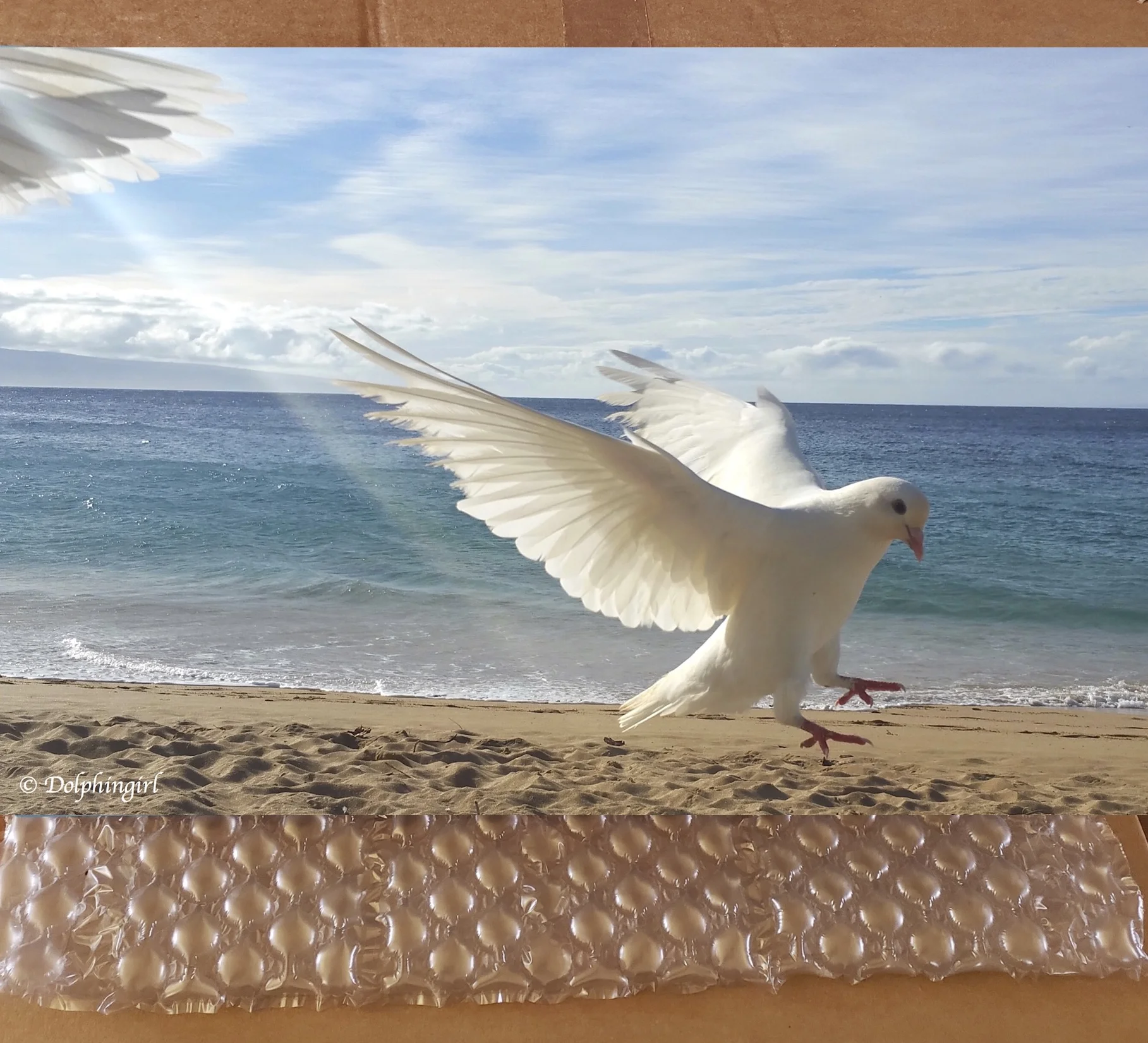 METAL #24 ~ "Heaven Sent"