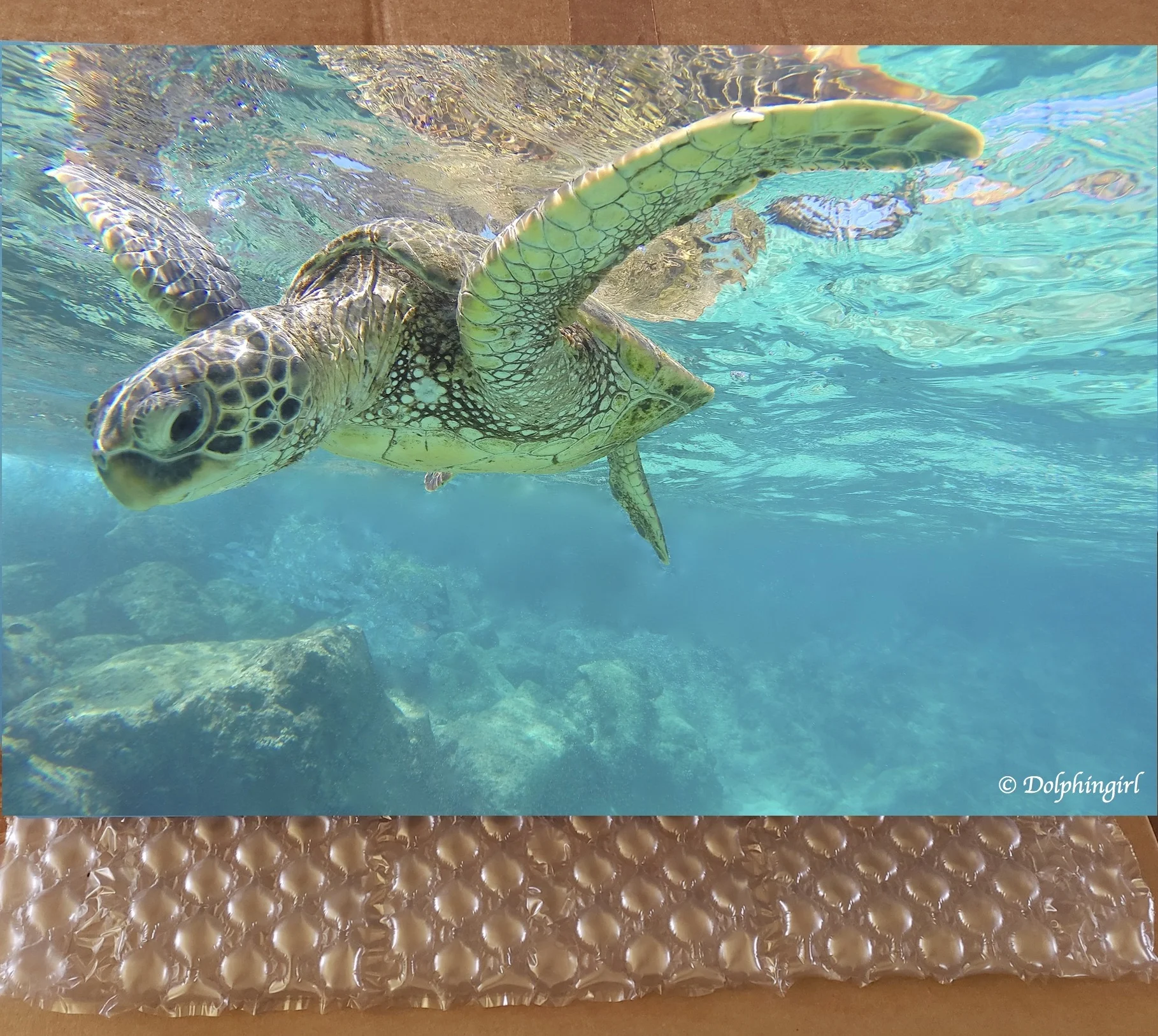 METAL #14 ~ "Happy Honu"