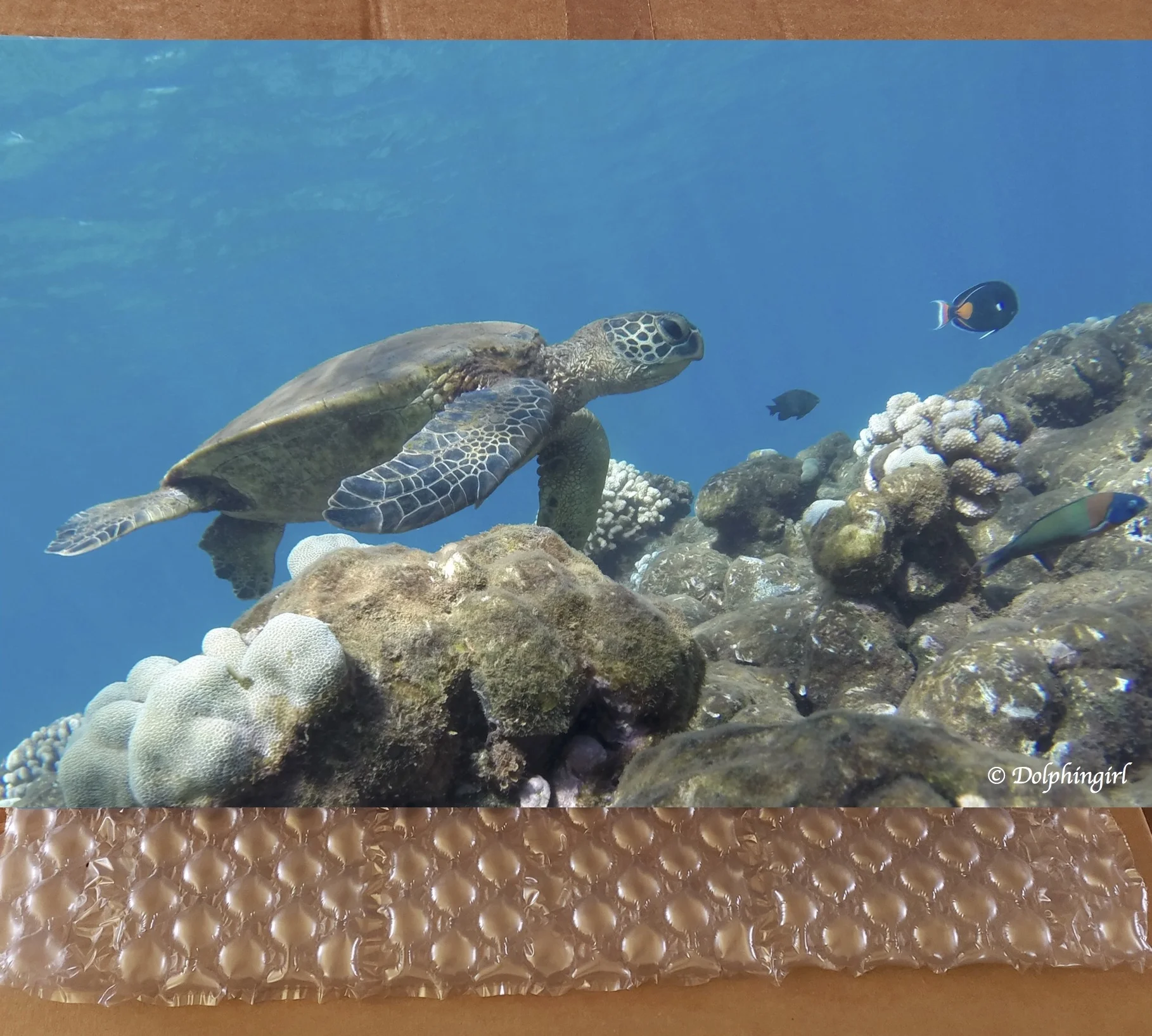 METAL #16 ~ "Honu Dance"