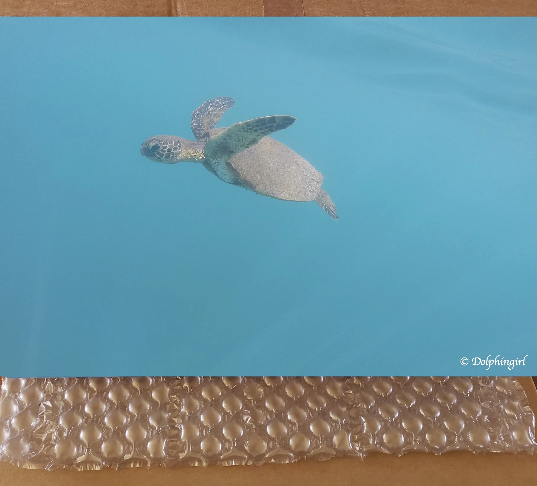 METAL #17 ~ "Little Honu"