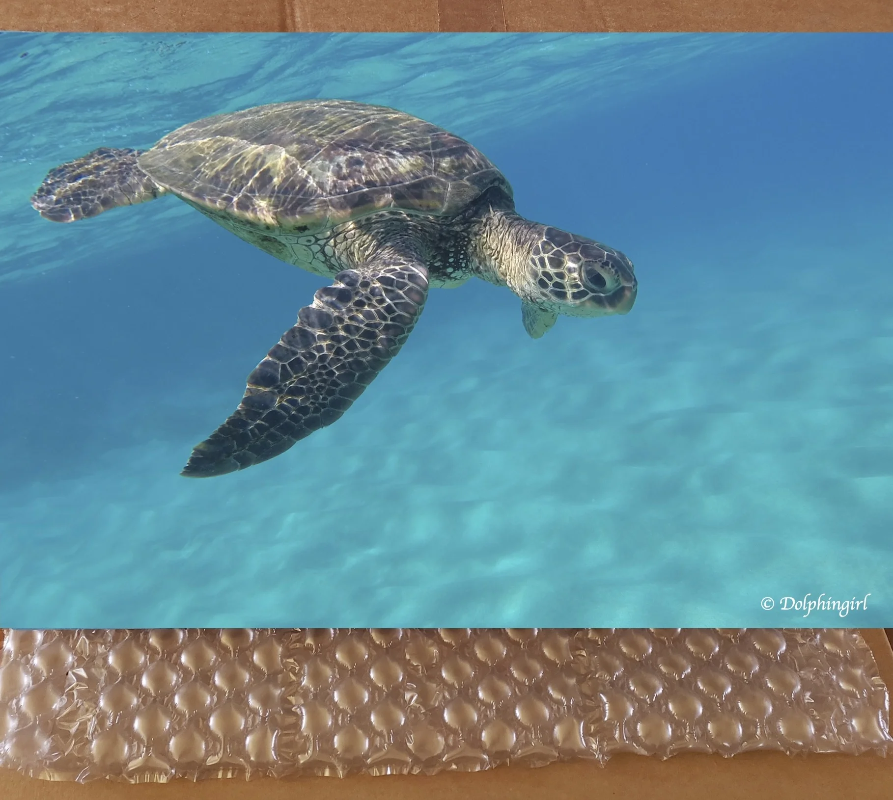 METAL #18 ~ "Honu Dive"