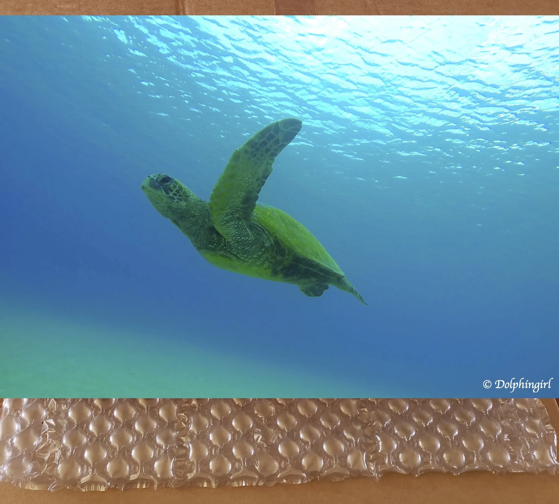 METAL #21 ~ "Nicole's Honu Rising"