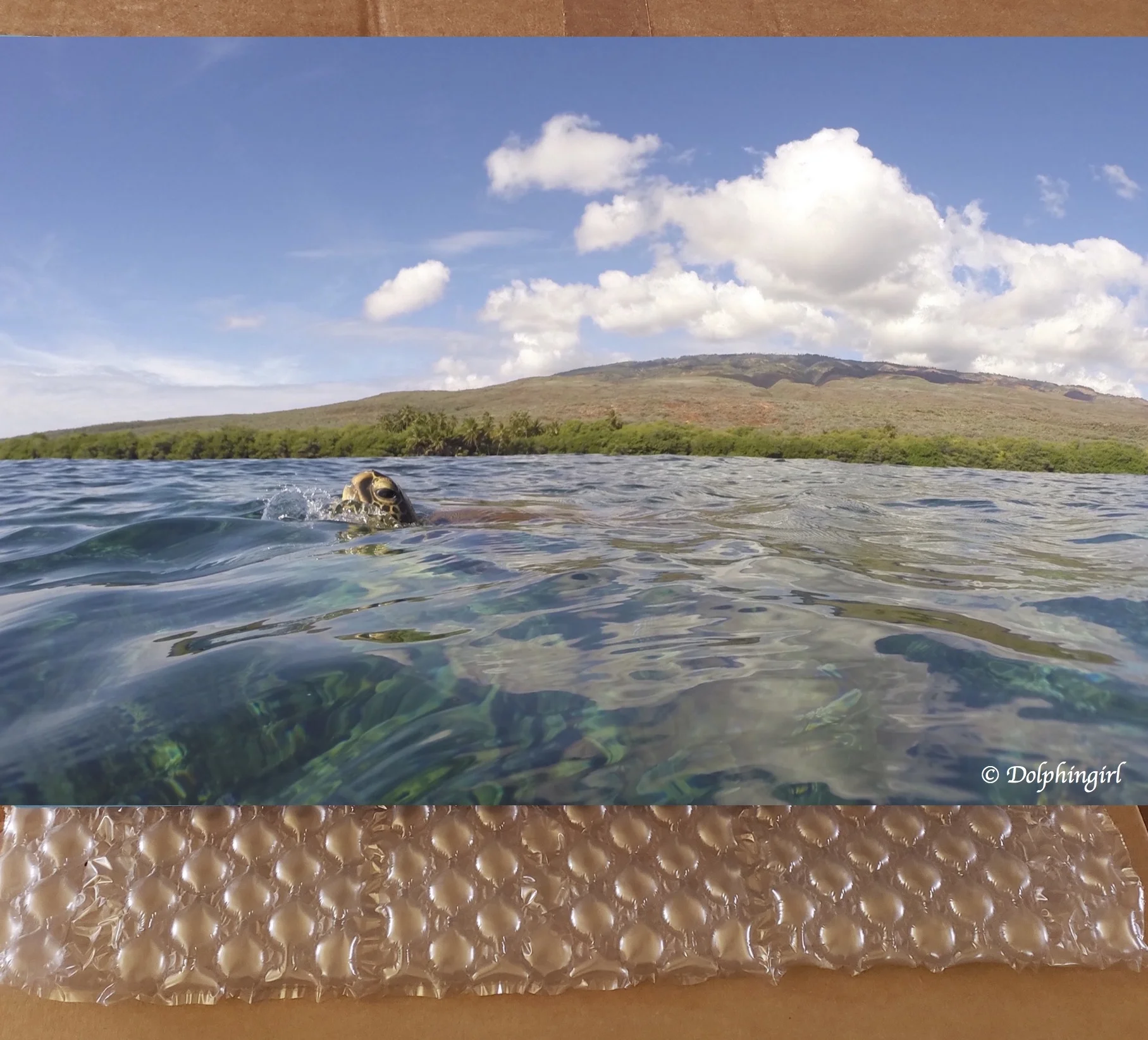 METAL #20 ~ "Hello Honu"