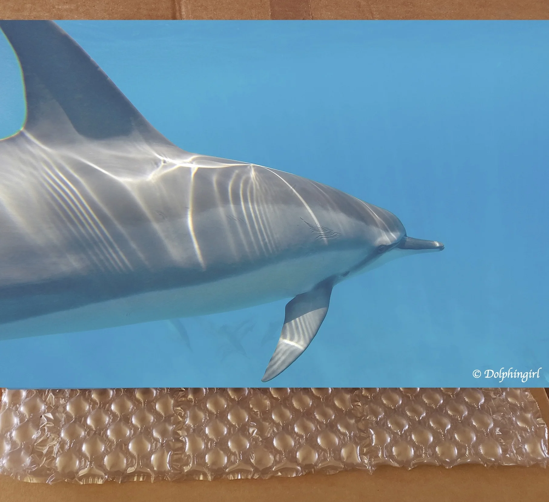 METAL #22 ~ "The Dolphin Truth"