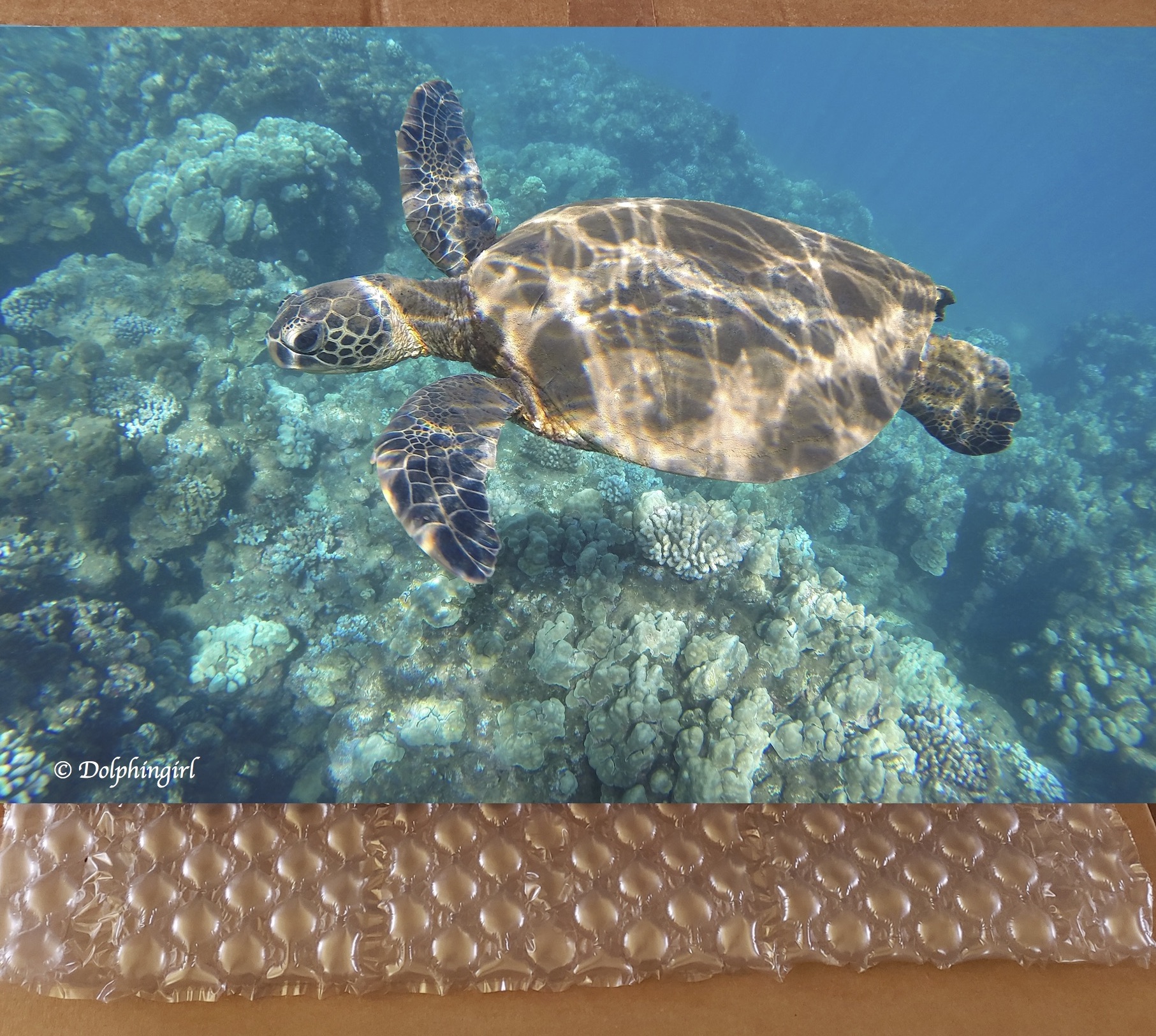METAL #15 ~ "Honu Wow"
