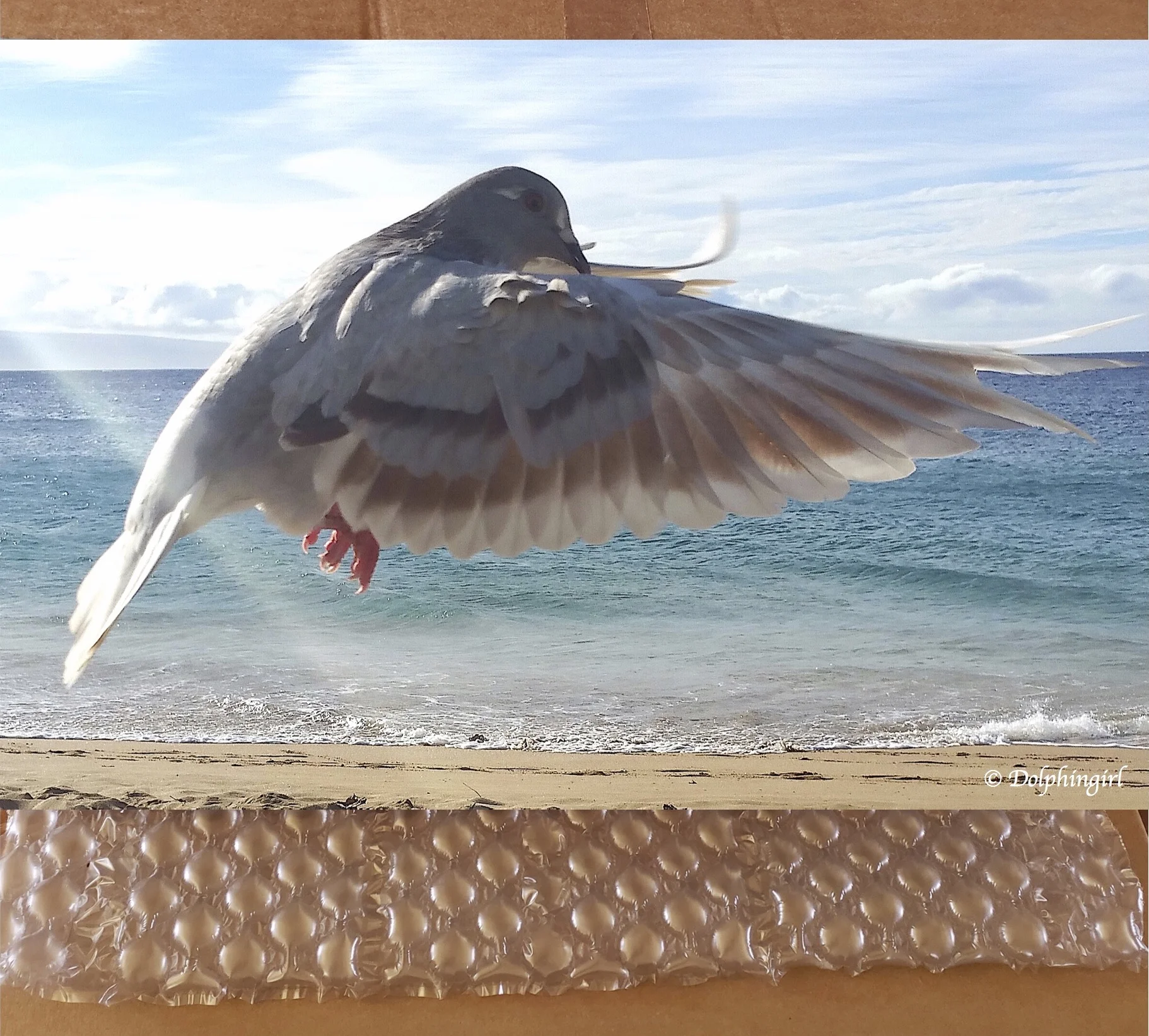 METAL #28 ~ "Carmel Dove"