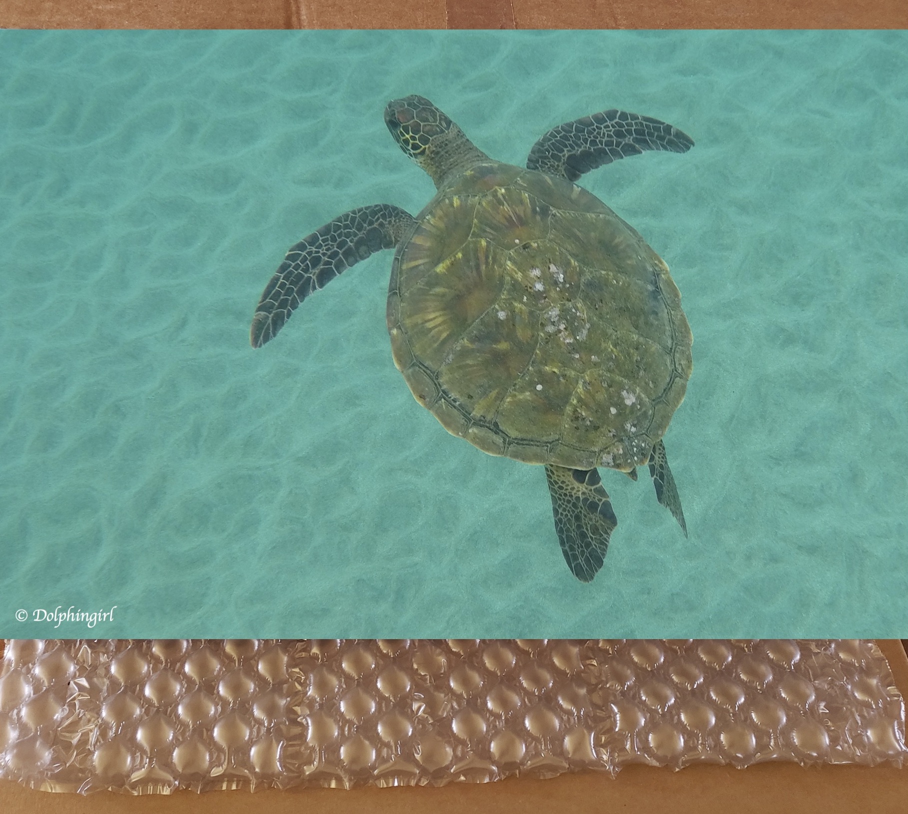 METAL #37 ~ "Baby Honu"