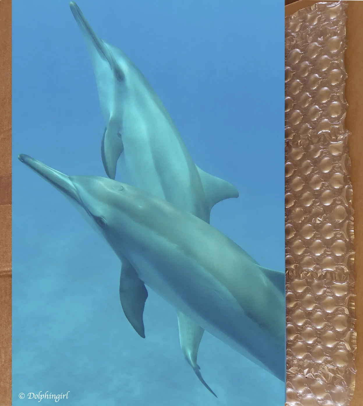 METAL #39 ~ "Dolphin Delight"