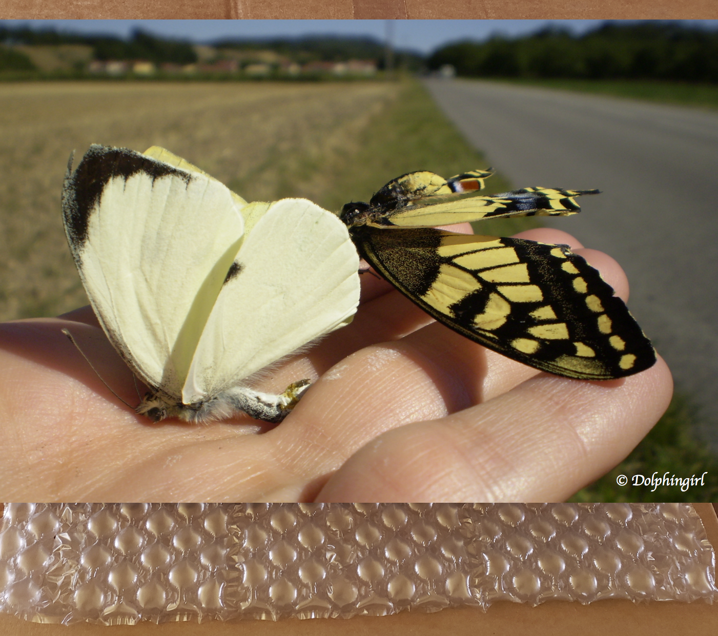 METAL #43 ~ "French Butterflies"