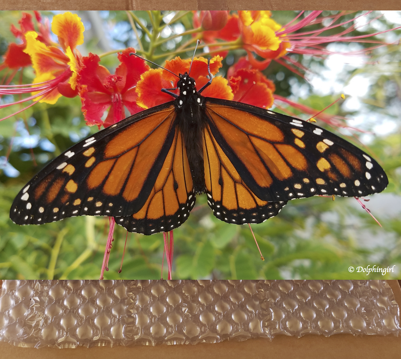 METAL #44 ~ "Maui Monarch"