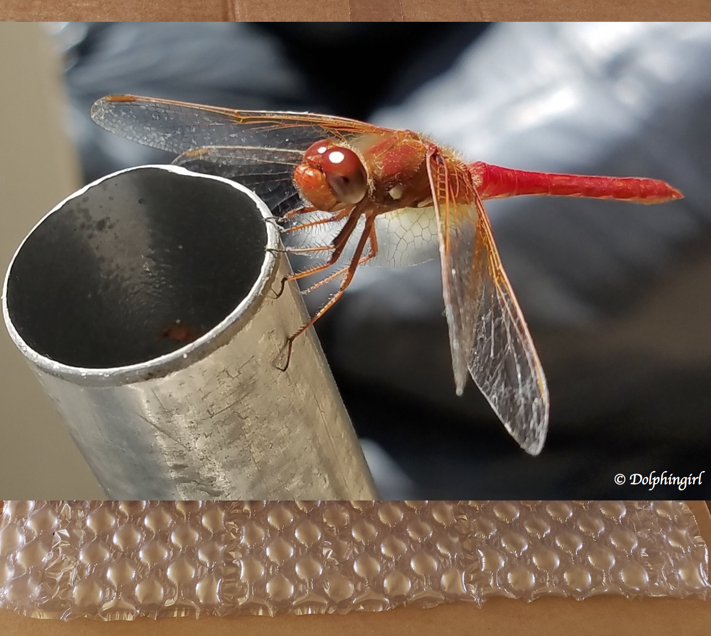 METAL #45 ~ "Magic Dragonfly"