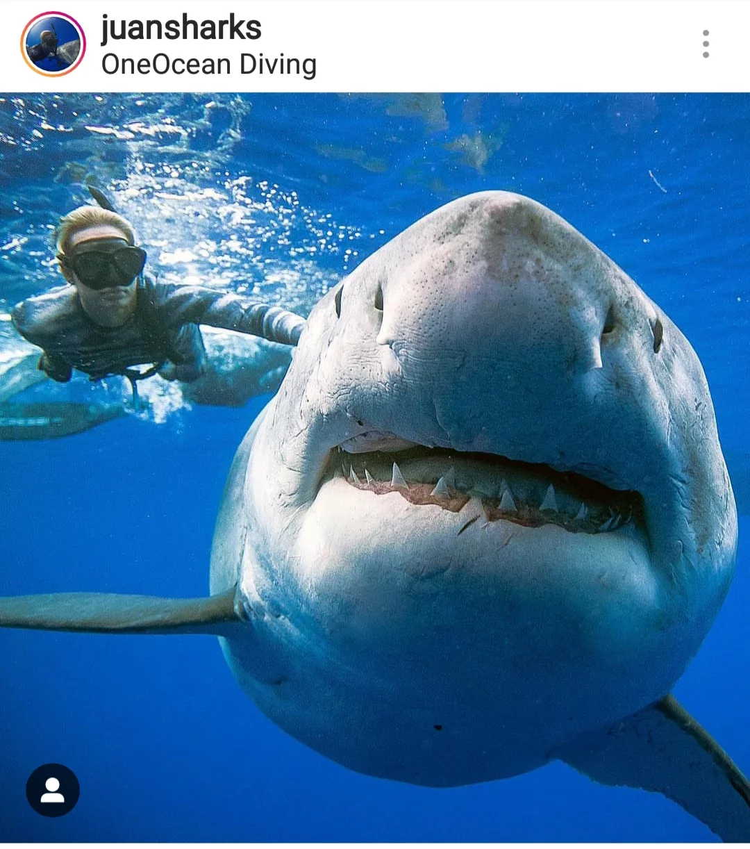 Photos courtesy of @oceanramsey @juansharks with www.Oneoceandiving.com