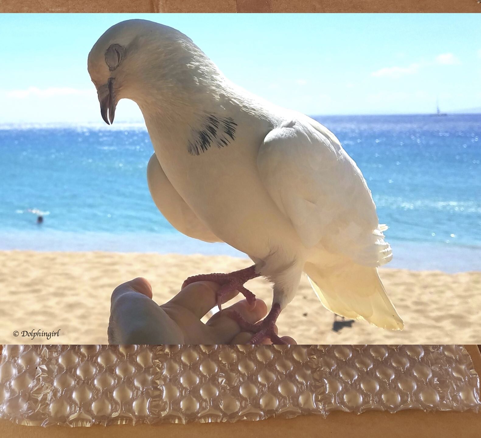 METAL #49 ~ "Peace Dove"