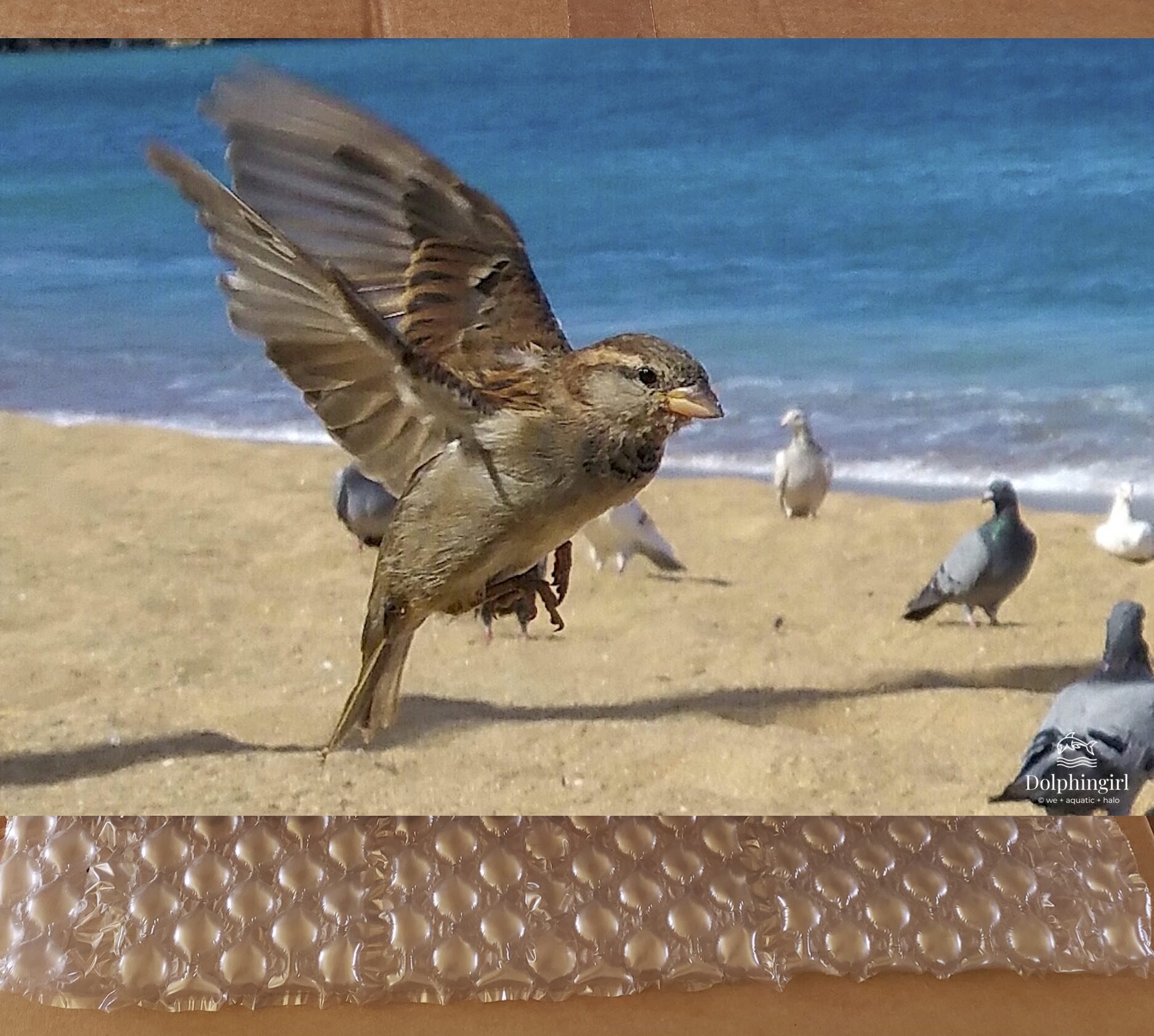 METAL #51 ~ "Little Sparrow"