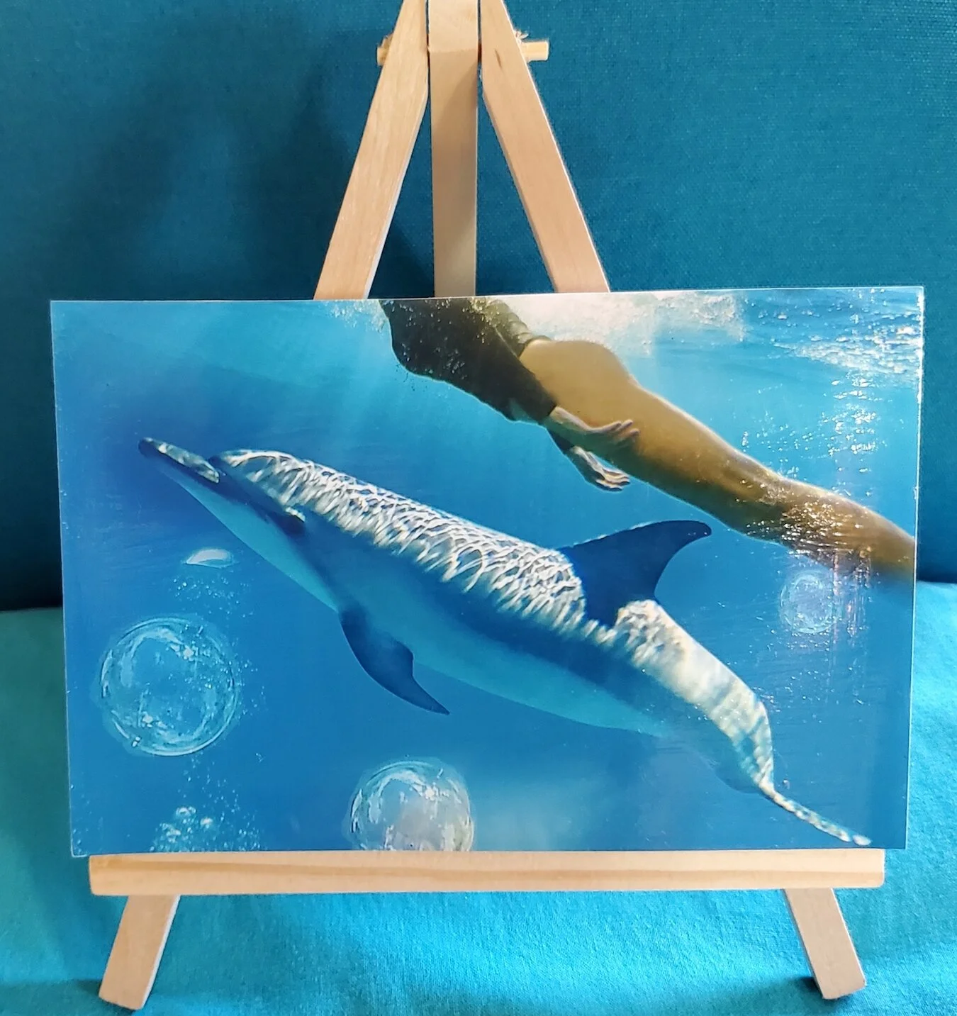 MINI #H ~ "I am Dolphin"