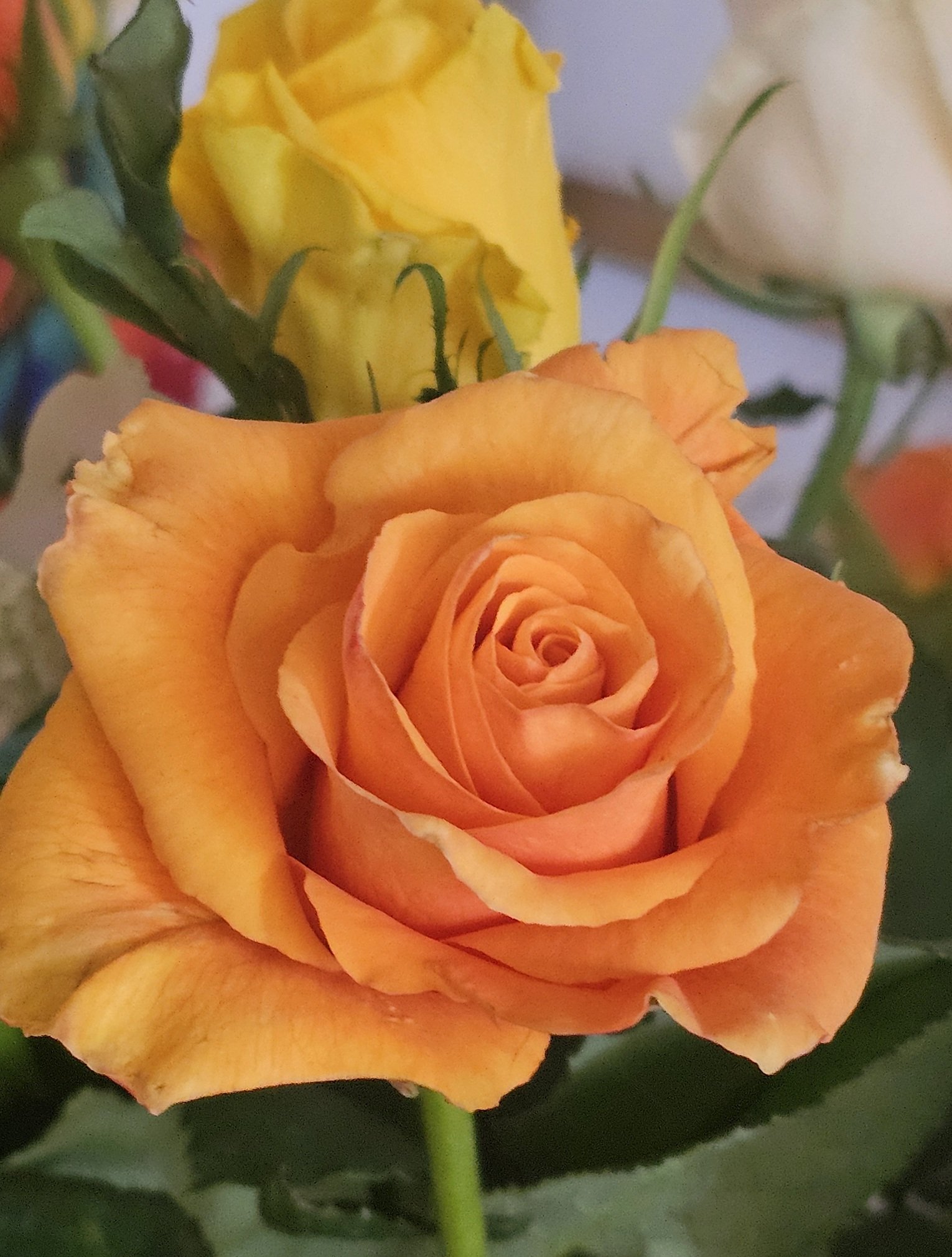 DAY#2FlowerRose.jpg