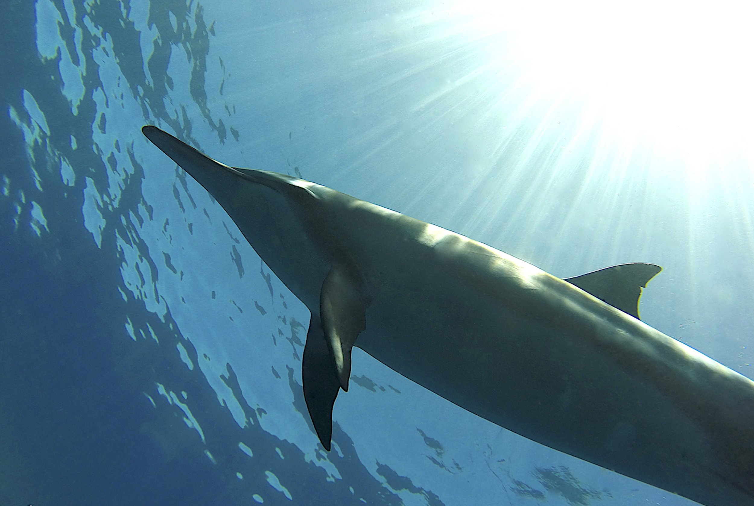 IslandMagicDolphinPRINT11x17.jpg