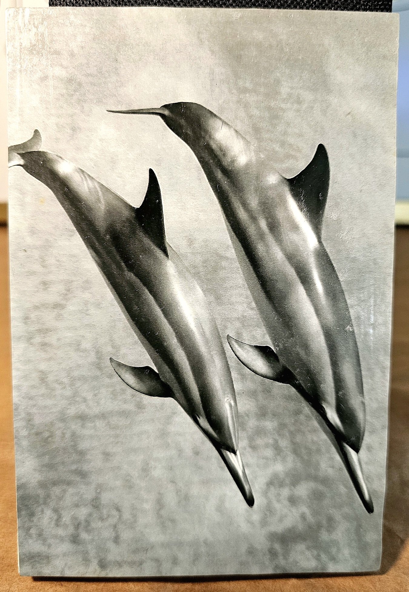 Day#10DolphinREFLECT.jpg