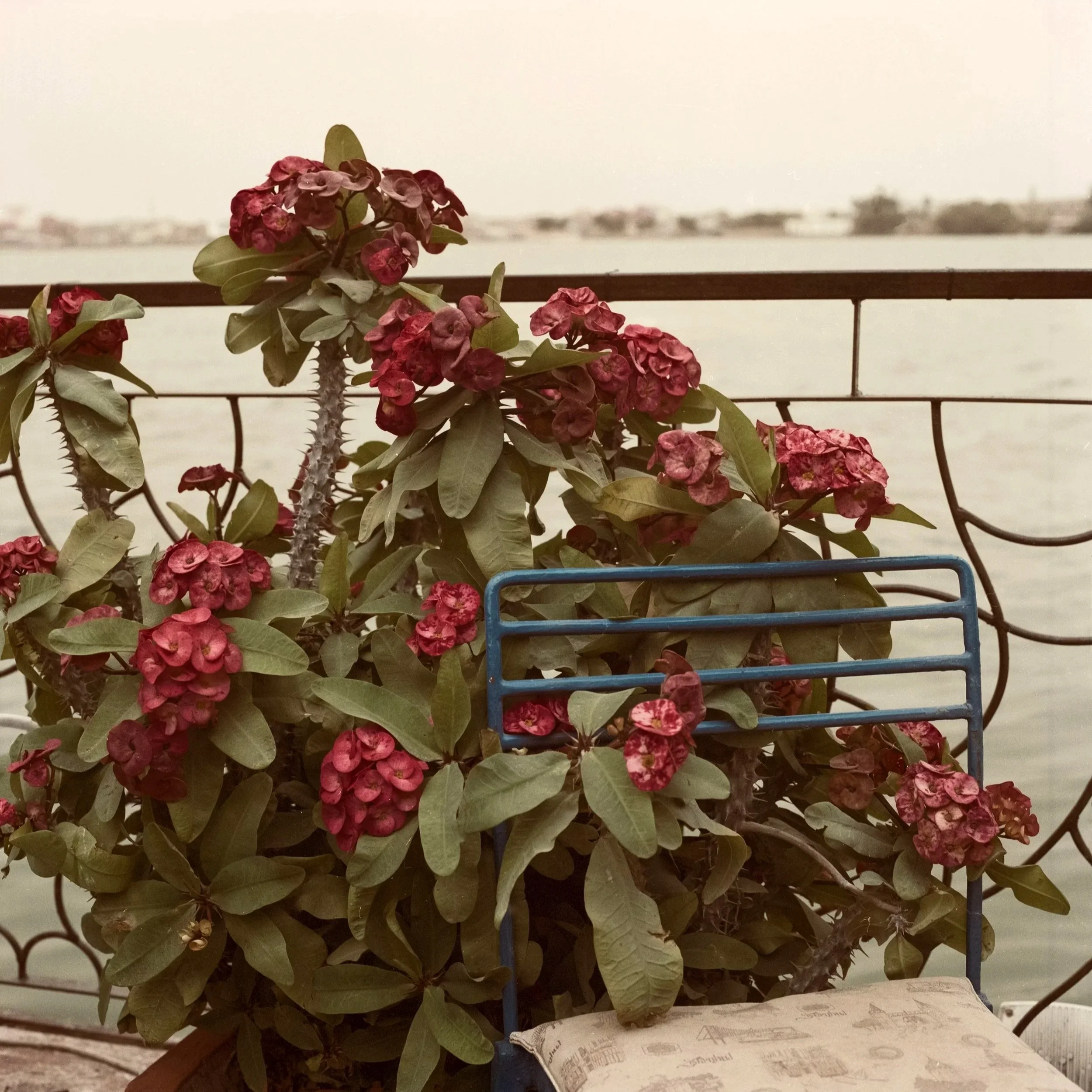    Untitled #67,  2023  C-print, 20.2 × 20.2 cm  