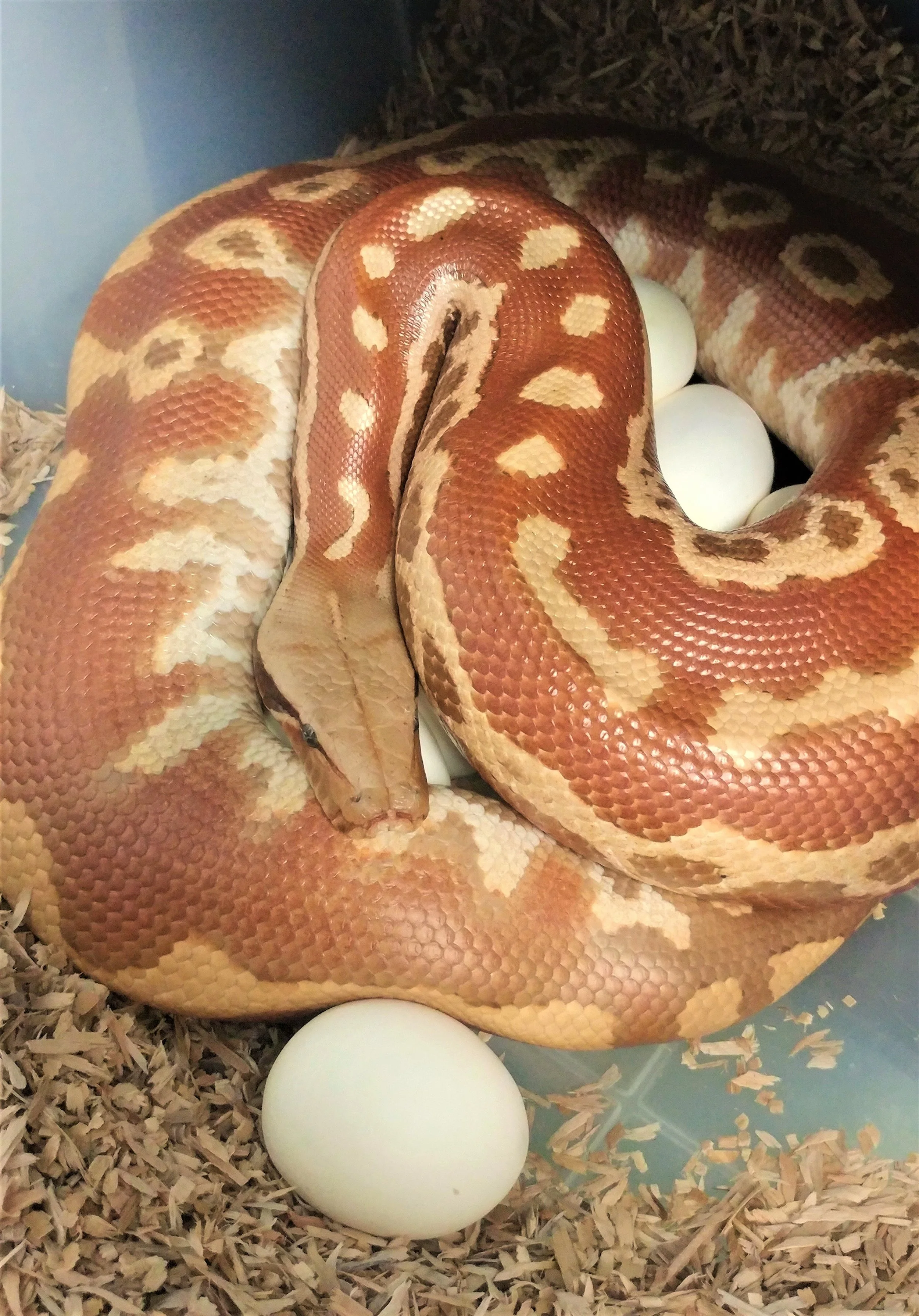 T+ Albino on eggs