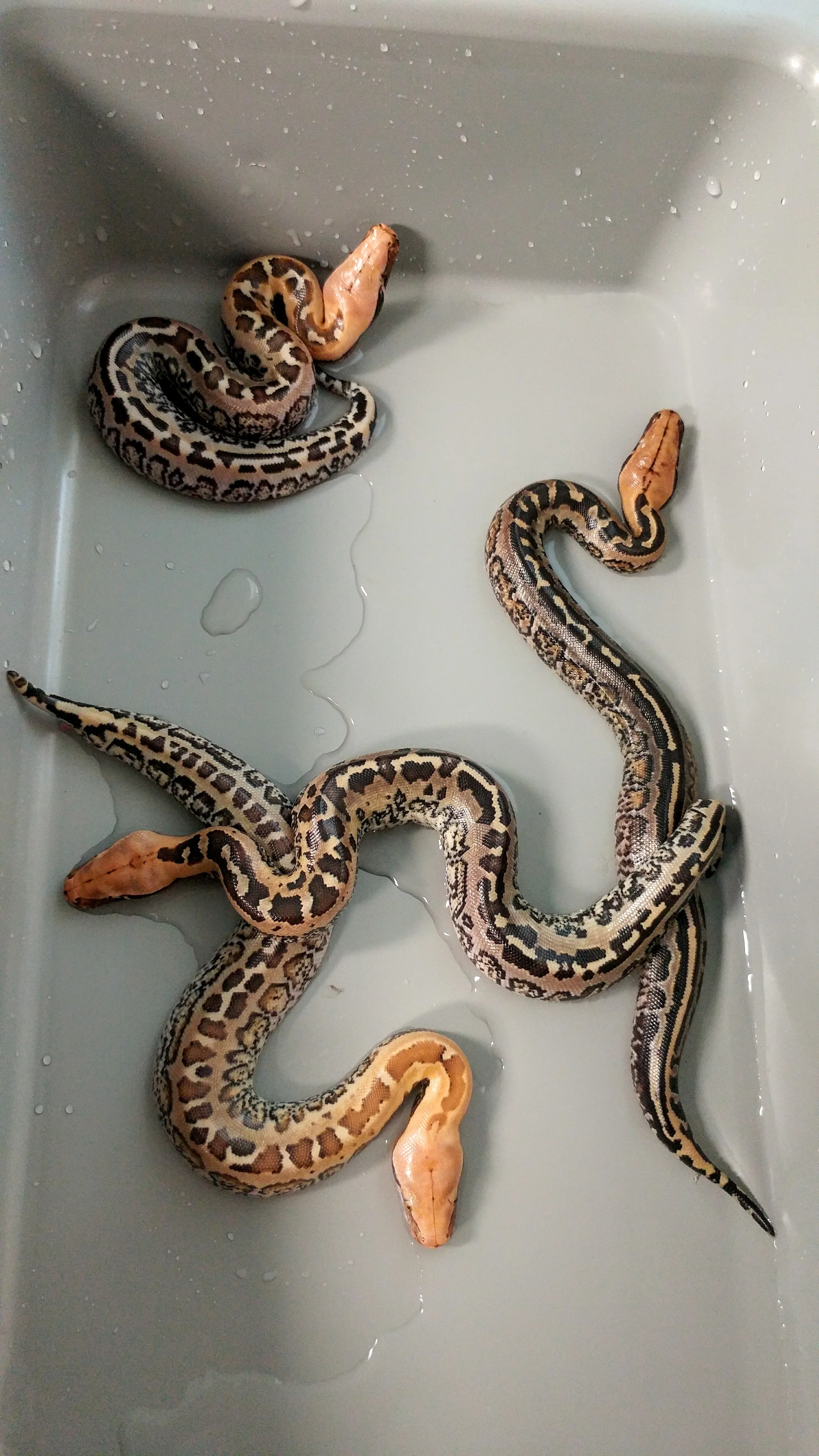 Freshly hatched Granite Borneo Short-Tailed Pythons