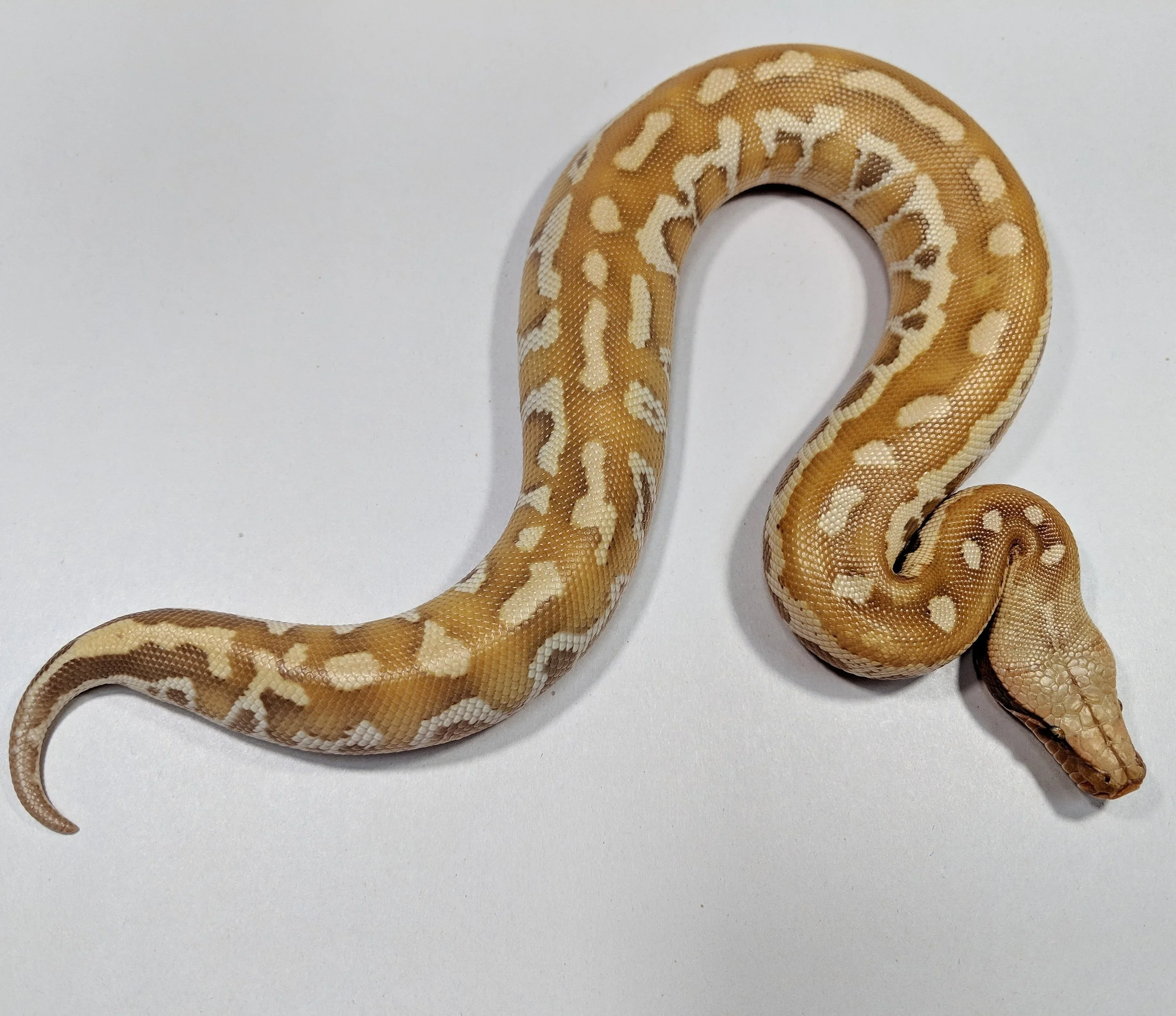 T+ Albino Matrix
