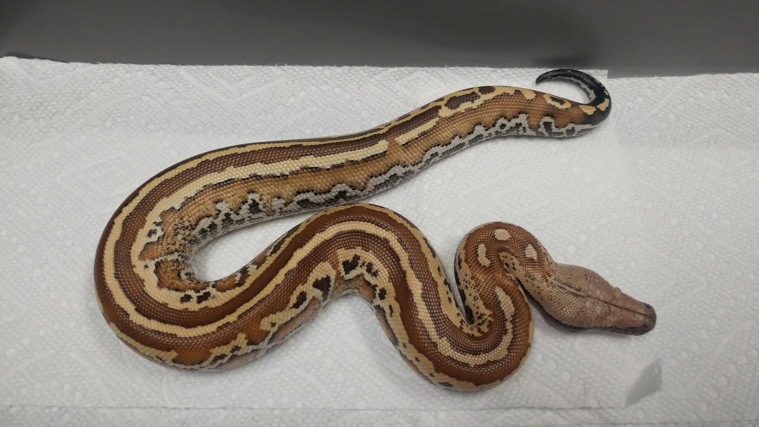 Matrix with dorsal striping