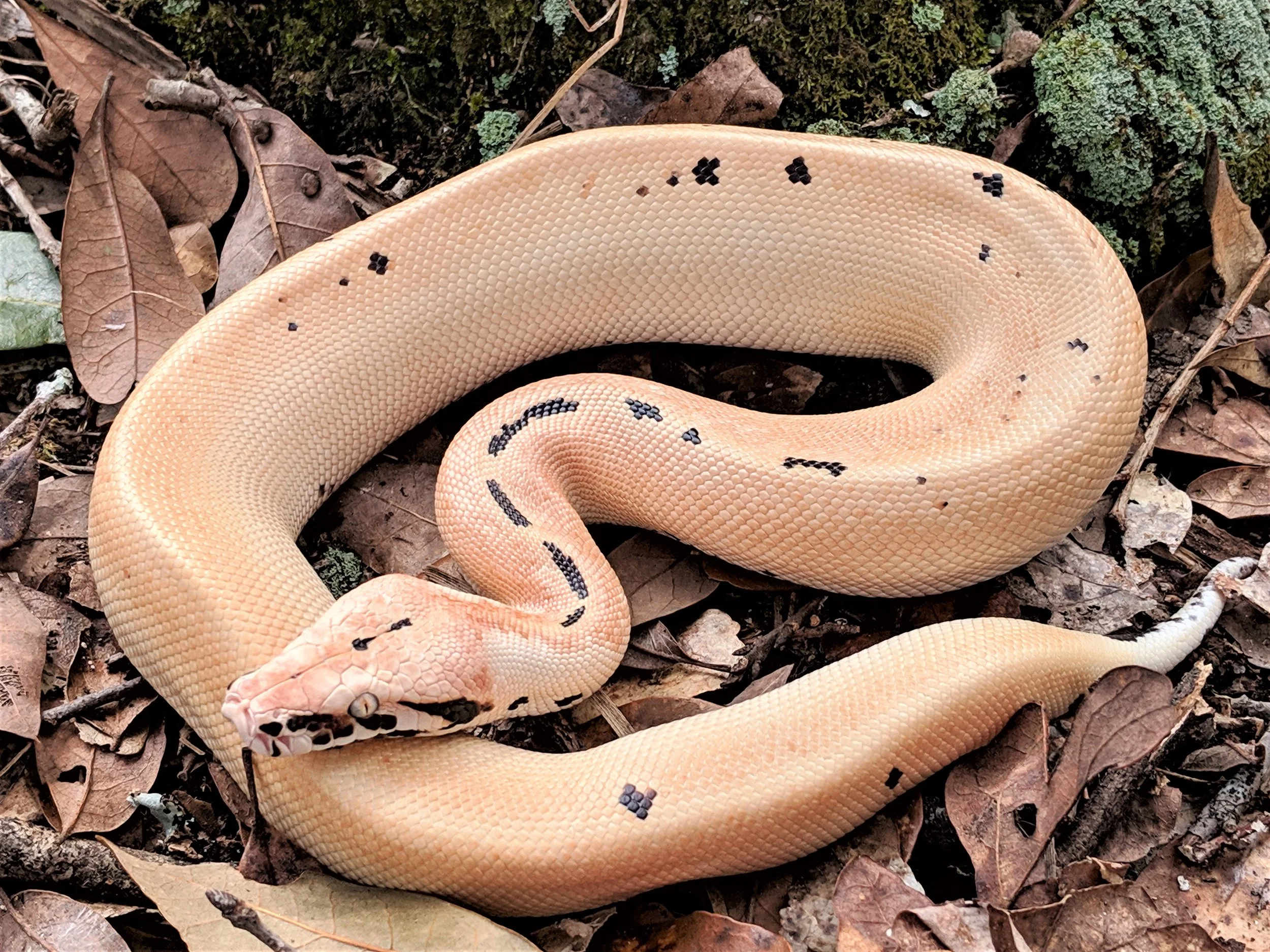 Female Golden Eye Ivory