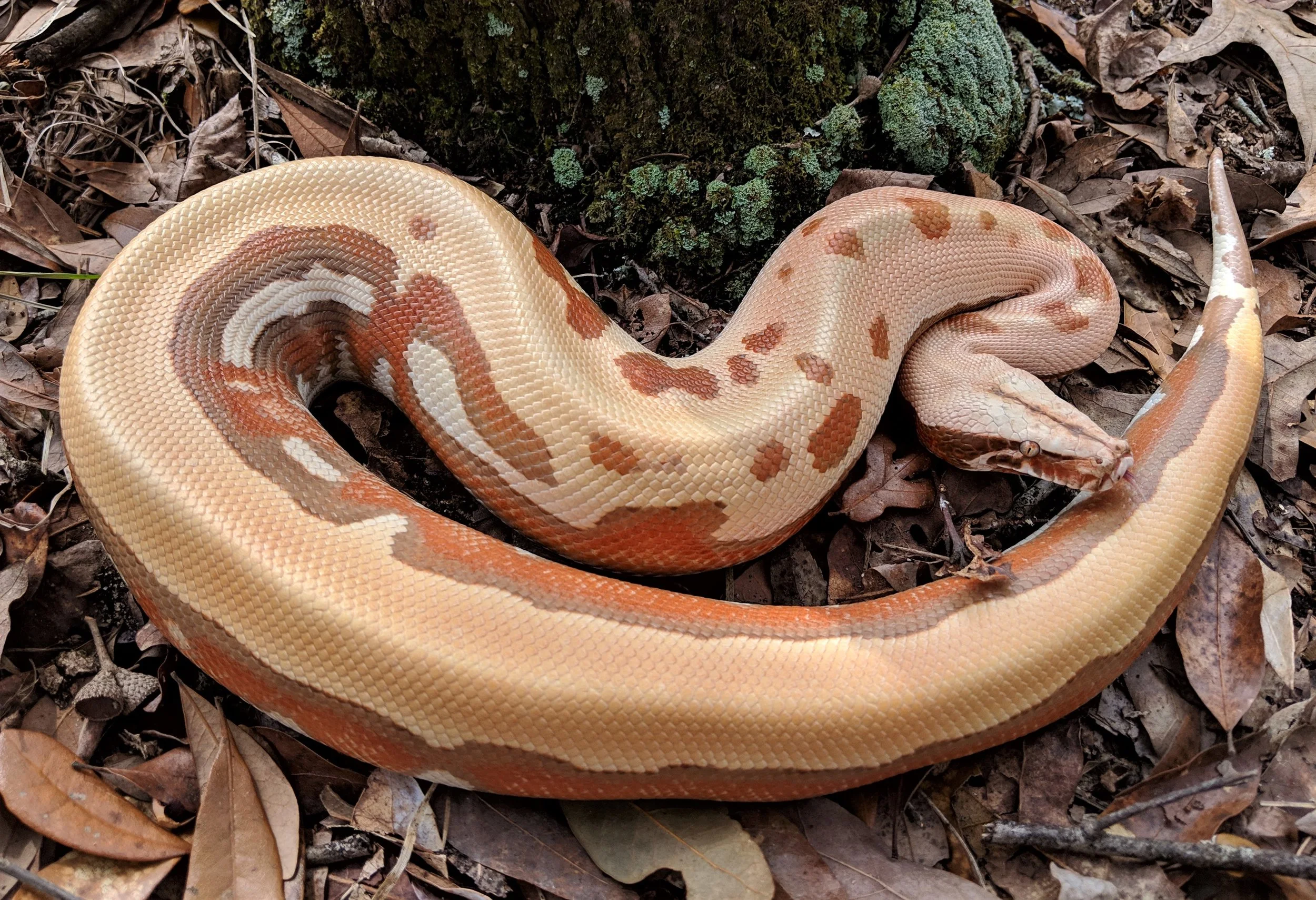 Female T+ Albino VPI Stripe Line Golden Eye