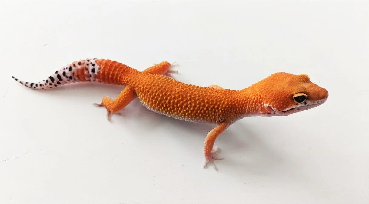 Tangerine Tornado Leopard Gecko