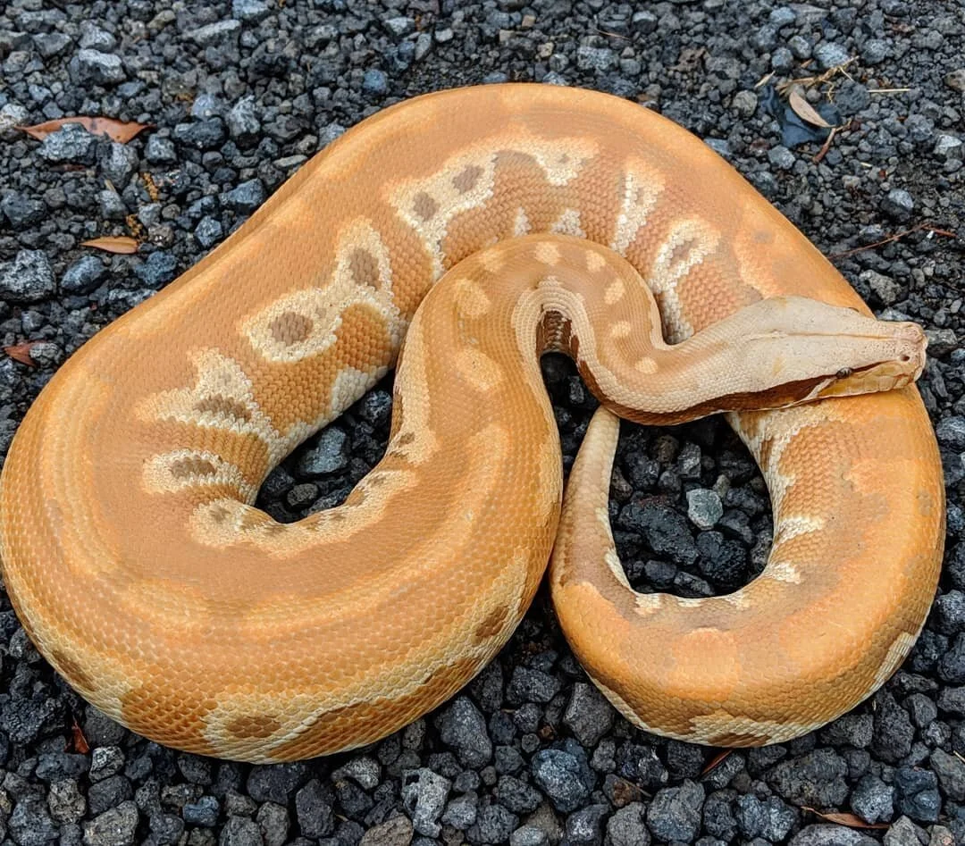Male+T++yellow+Albino.jpg