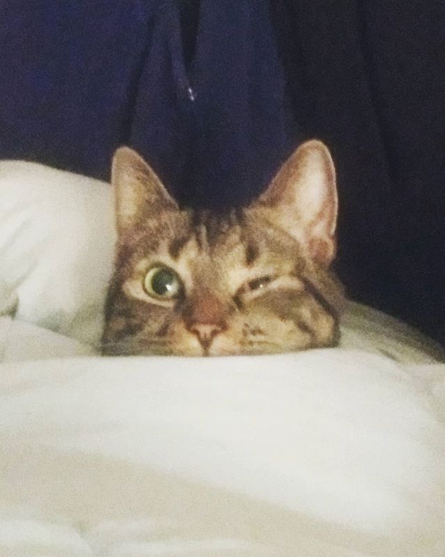 Molly #catsofinstagram #kitty