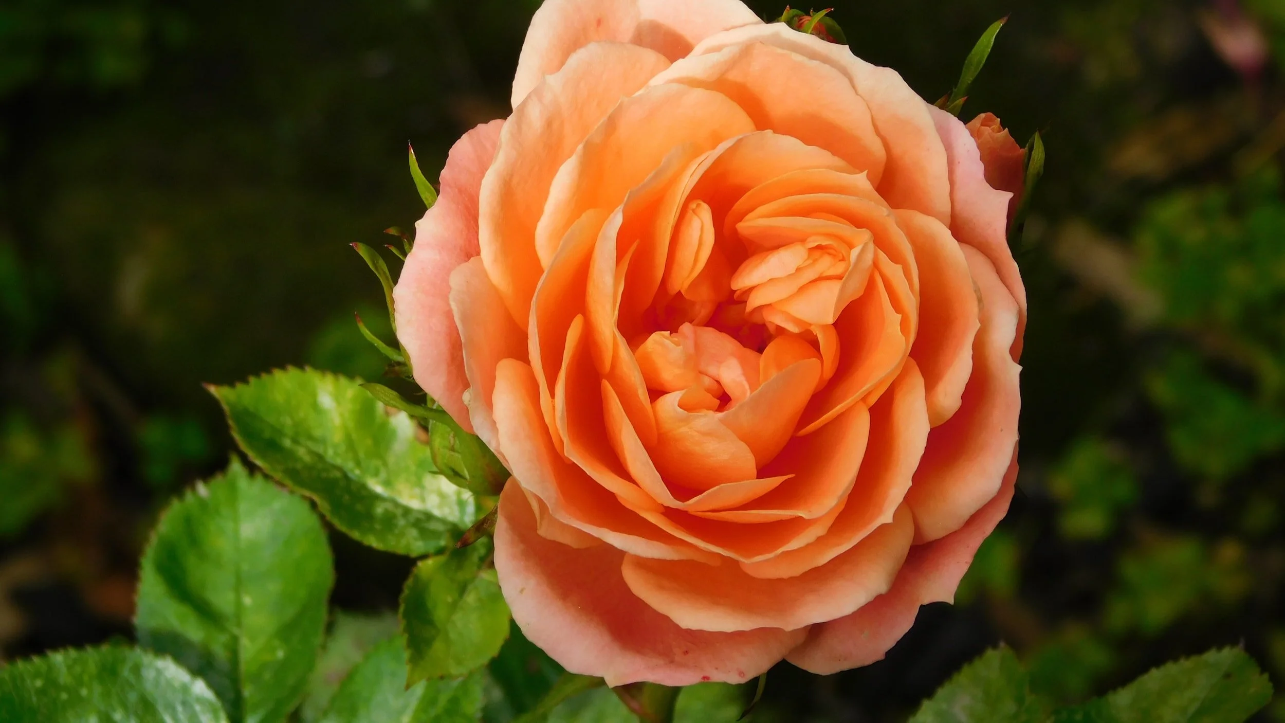 Embracing Imperfections: Cultivating Self-Compassion on the Path to Healing Perfectionism