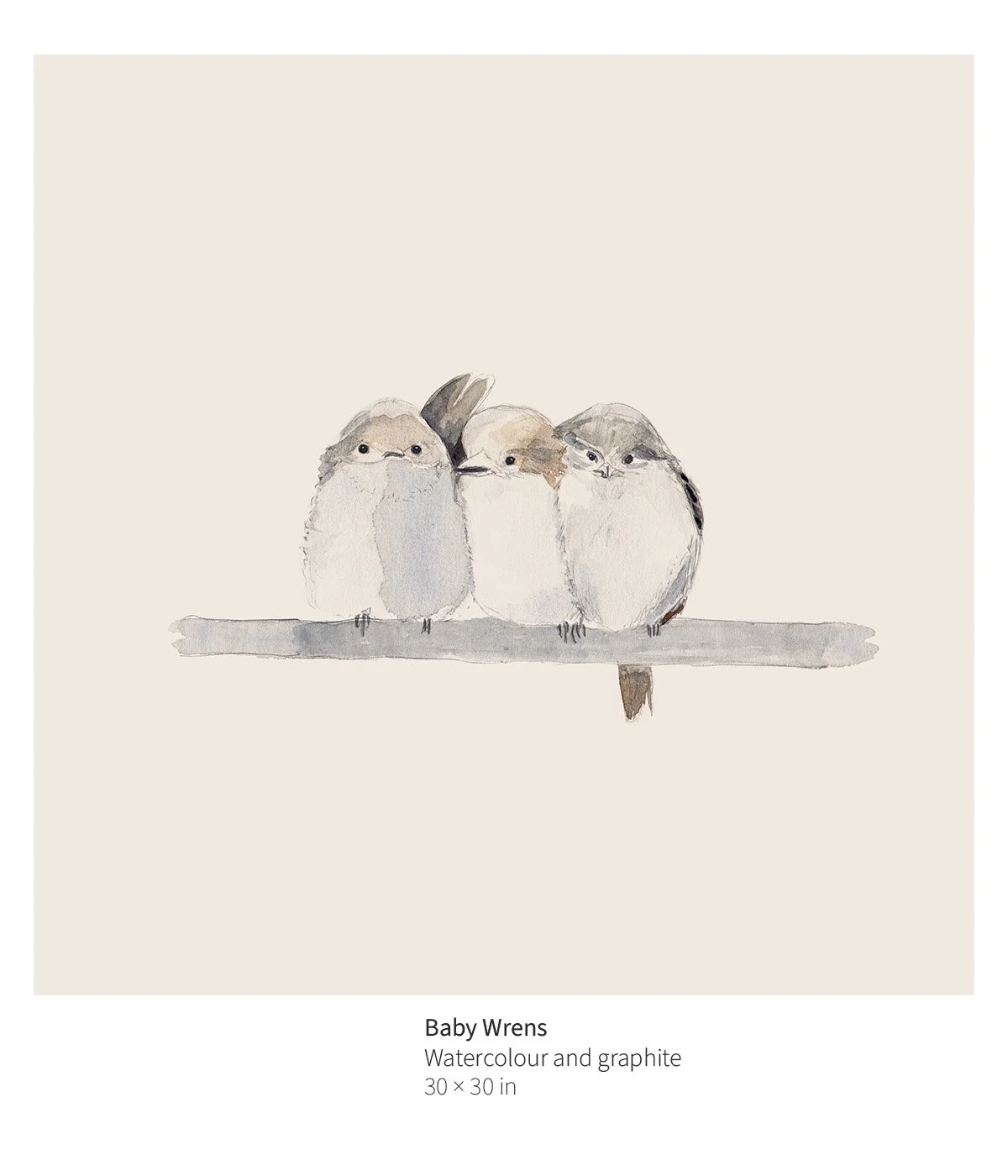 bird-002-baby-wrens-annotated.jpg
