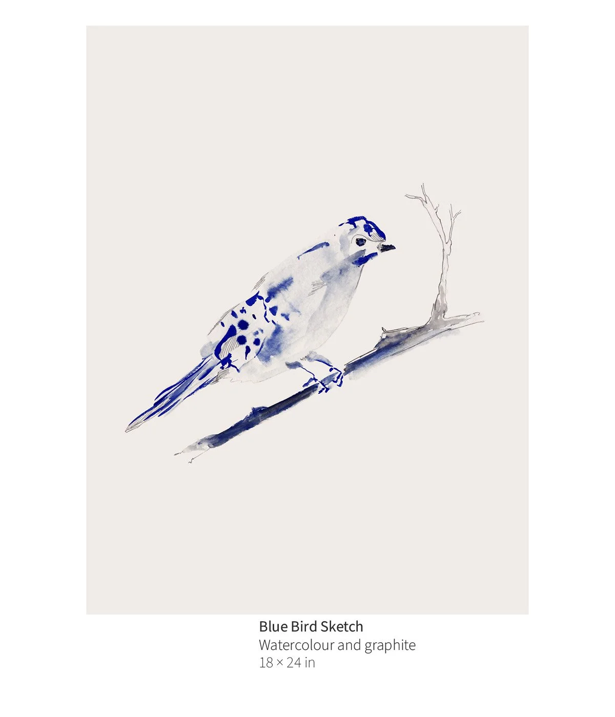 bird-003-blue-bird-sketch-annotated.jpg