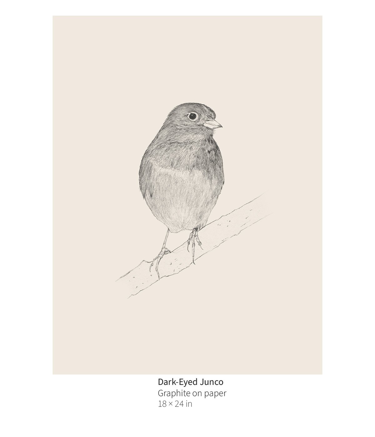 bird-005-dark-eyed-junco-annotated.jpg